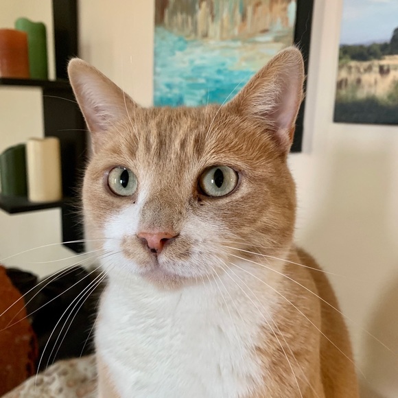 Meet your Posher, Angela - Picture 3 of 8